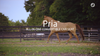 Pria™ All-in-One Convertible Car Seat lifestyle video